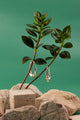 Ethereal Teardrop Hoops – 925 Sterling Silver handcrafted elongated teardrop earrings, inspired by nature’s flowing elegance