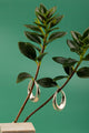 Argenté Jewelry’s celestial-inspired silver earrings – Perfect for weddings, evening events, and refined everyday styling